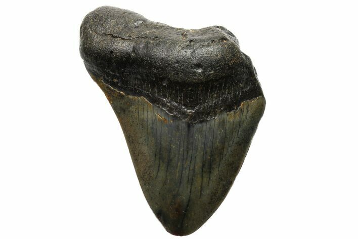 Bargain, Megalodon Tooth - North Carolina #152895